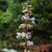 Vitex negundo L.